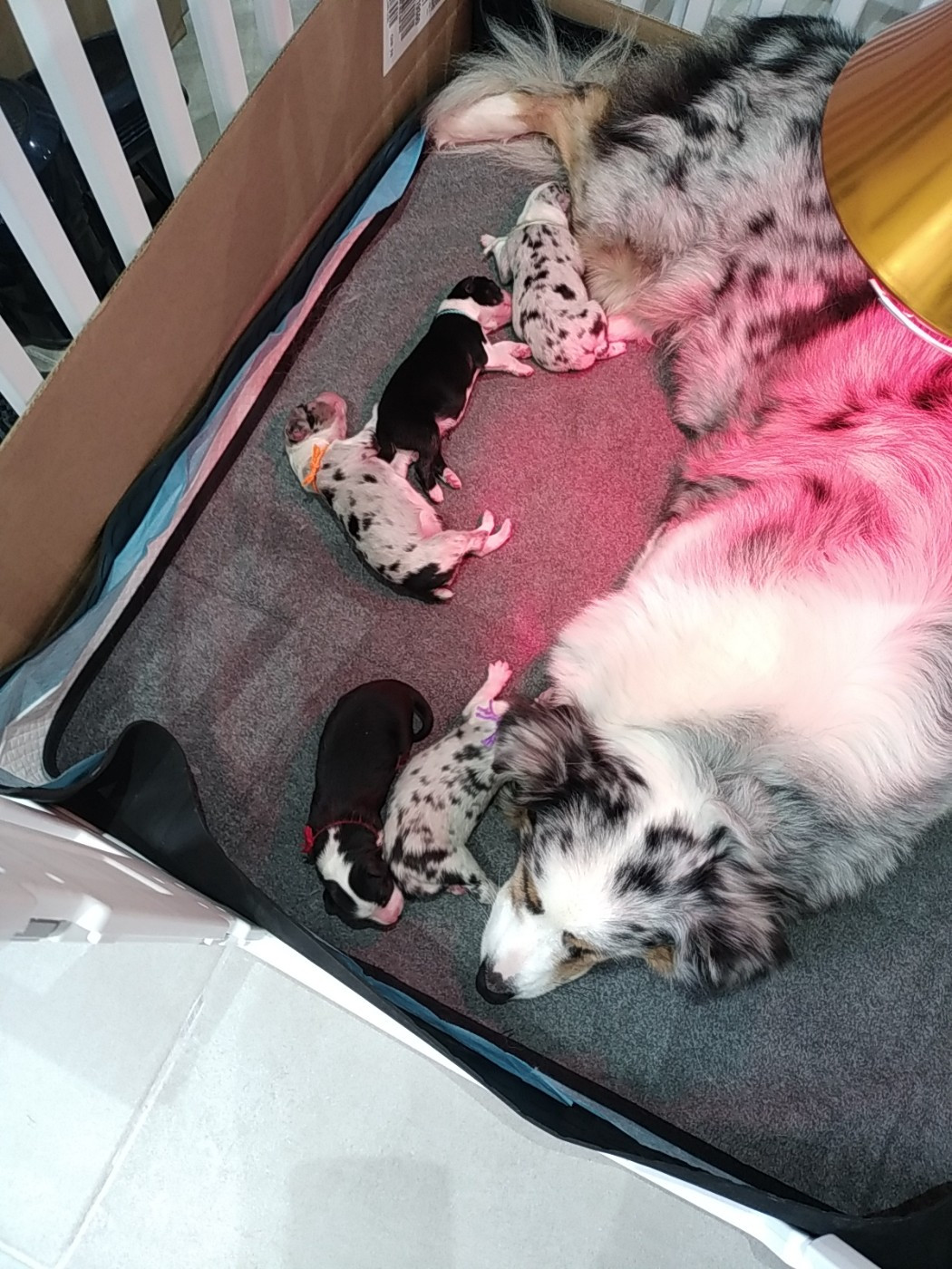 Chiot Berger Australien du domaine de la commanderie