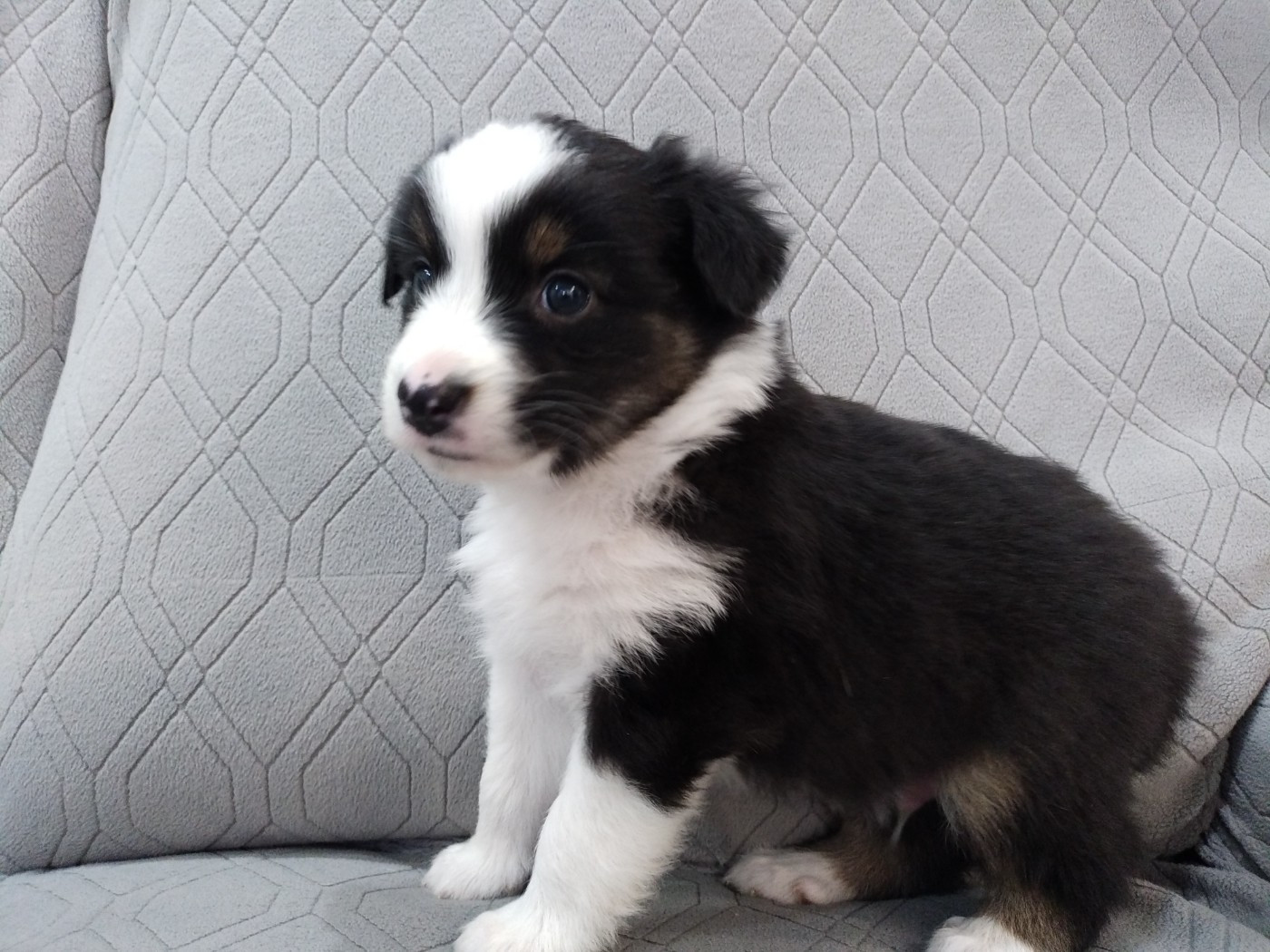 du domaine de la commanderie - Chiots disponibles - Berger Australien