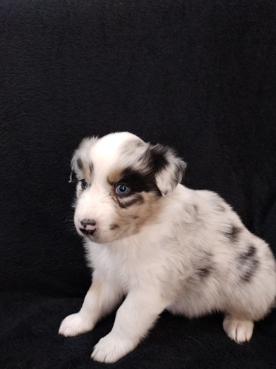 du domaine de la commanderie - Chiots disponibles - Berger Australien