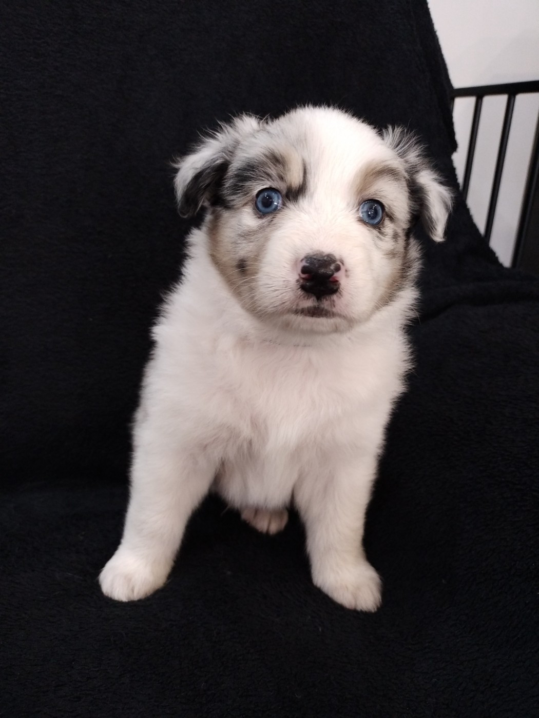 du domaine de la commanderie - Chiots disponibles - Berger Australien