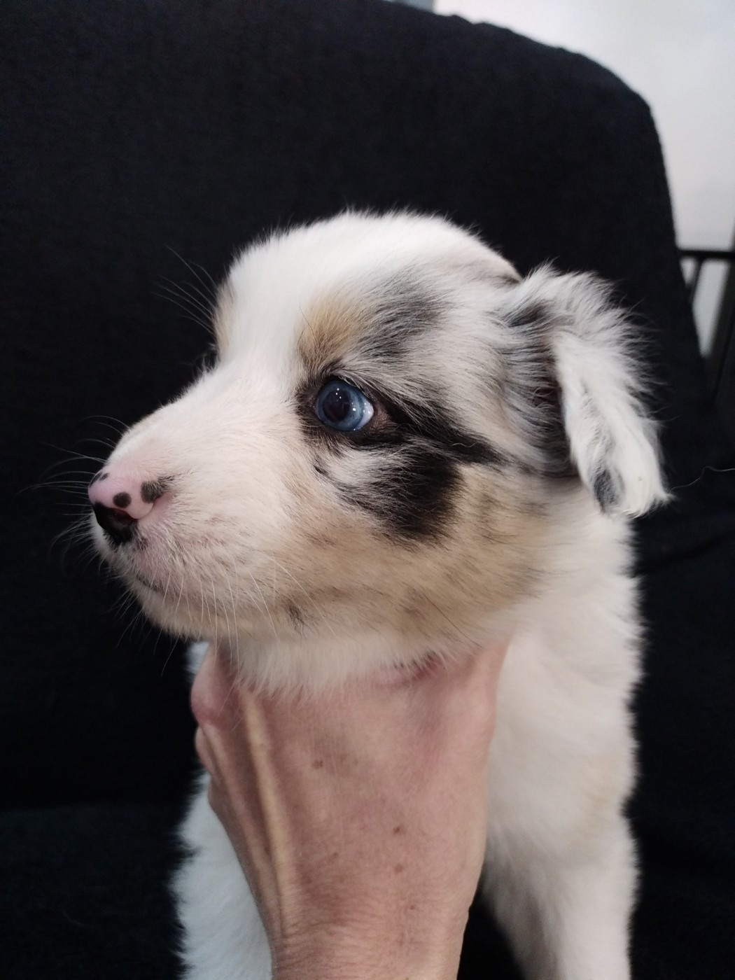 du domaine de la commanderie - Chiots disponibles - Berger Australien